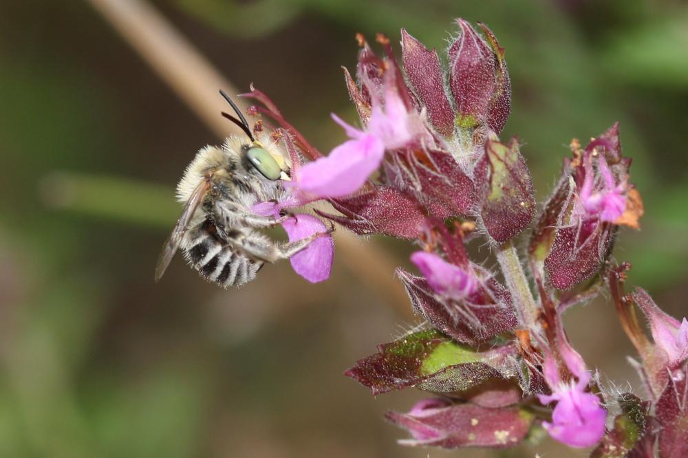 Héliophile commune Anthophora bimaculata (Panzer, 1798)