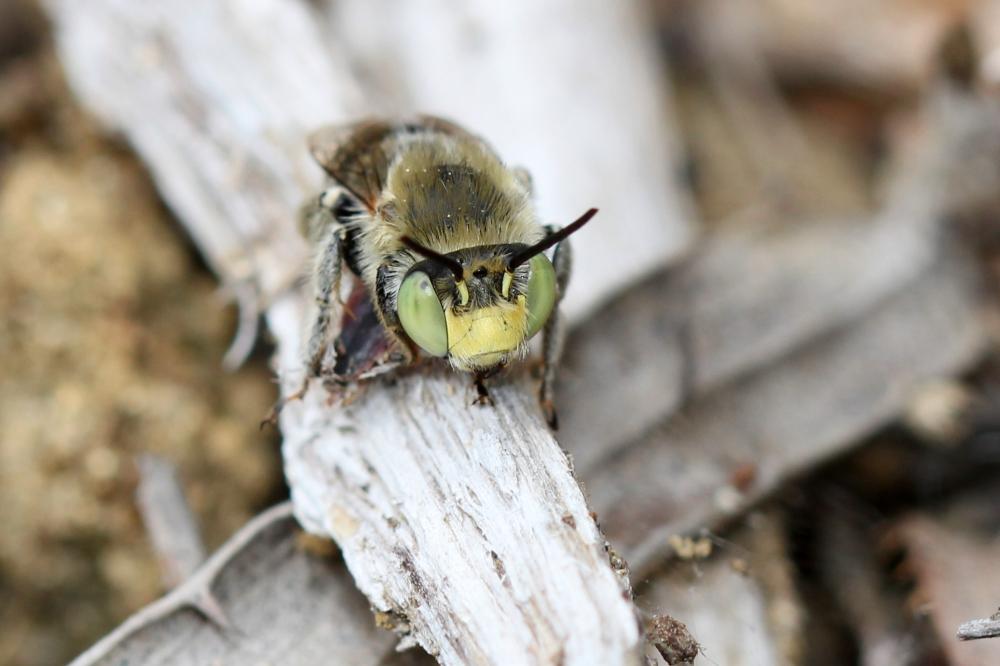 Héliophile commune Anthophora bimaculata (Panzer, 1798)