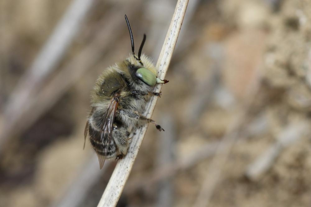 Héliophile commune Anthophora bimaculata (Panzer, 1798)