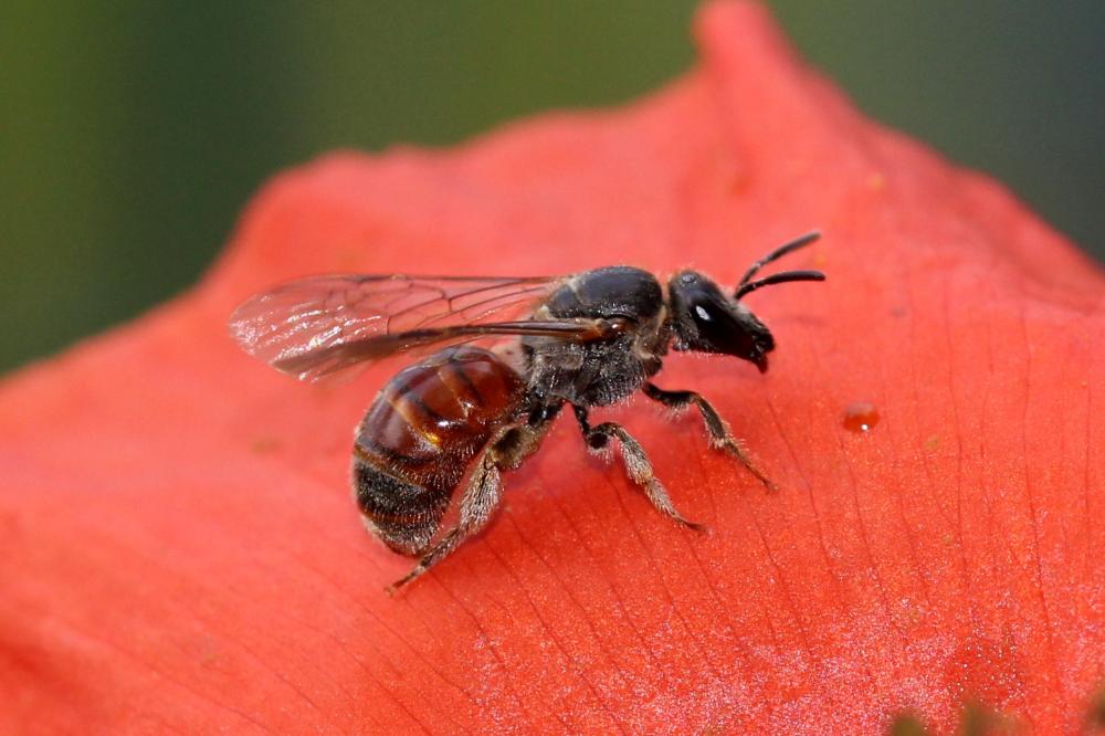 Lasioglossum elegans (Lepeletier, 1841)