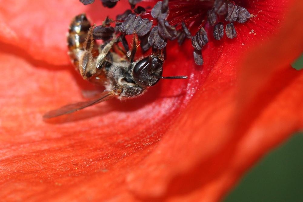 Lasioglossum elegans (Lepeletier, 1841)