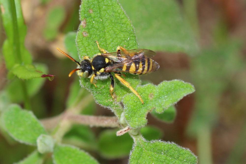  Nomada nobilis Herrich-Schäffer, 1839