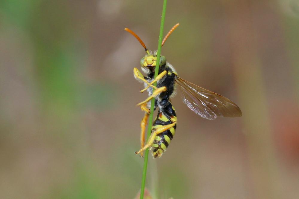  Nomada nobilis Herrich-Schäffer, 1839