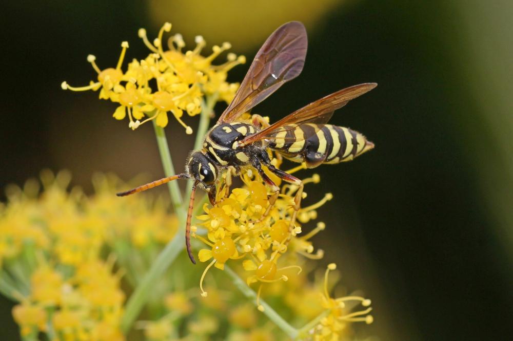  Polochrum repandum Spinola, 1805