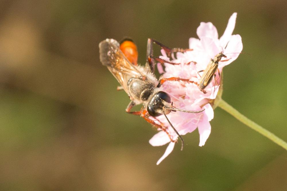  Sphex funerarius Gussakovskij, 1934