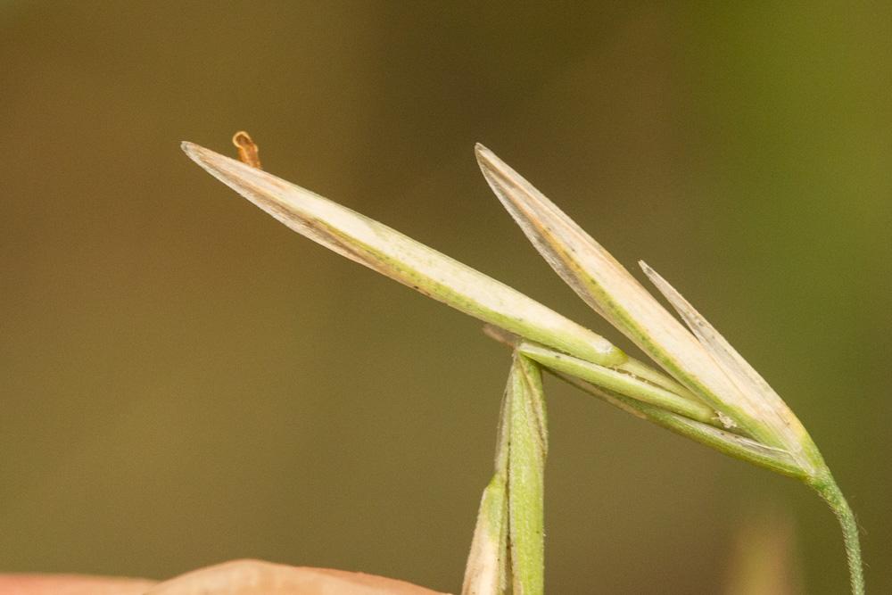 Brome sans arêtes Bromopsis inermis (Leyss.) Holub, 1973