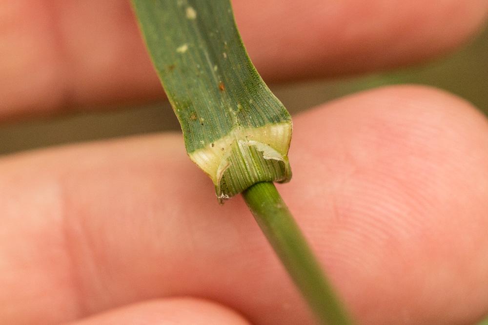 Brome sans arêtes Bromopsis inermis (Leyss.) Holub, 1973