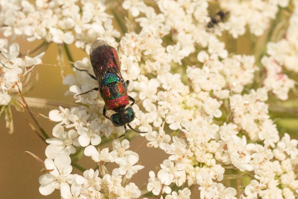 Guêpe-coucou Chrysididae Latreille, 1802