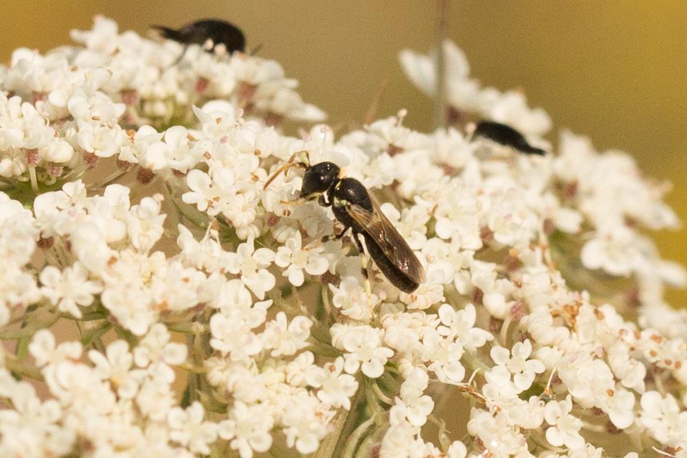  Hylaeus cornutus Curtis, 1831