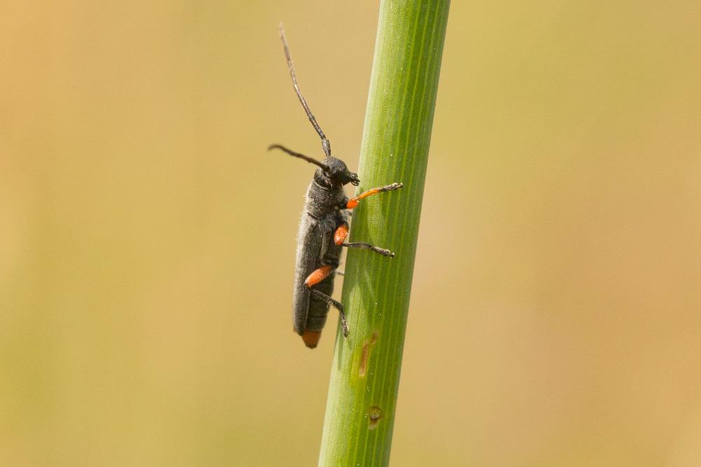 Phytoécie à fémurs rouges Phytoecia rufipes (Olivier, 1795)