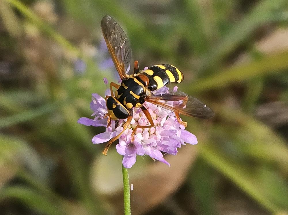 Milesia semiluctifera (Villers, 1798)