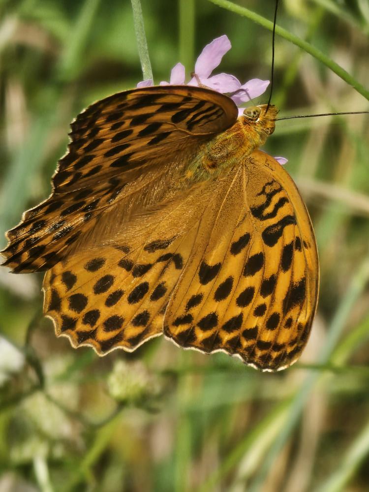 Tabac d'Espagne (Le), Nacré vert (Le), Barre argen Argynnis paphia (Linnaeus, 1758)