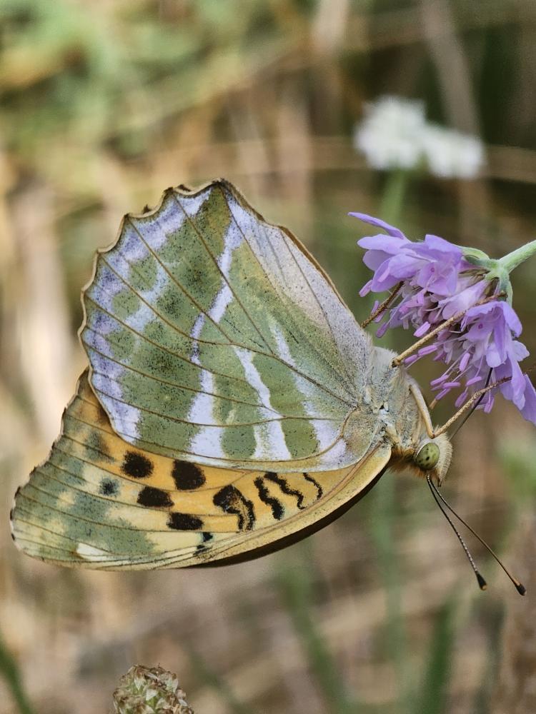 Tabac d'Espagne (Le), Nacré vert (Le), Barre argen Argynnis paphia (Linnaeus, 1758)