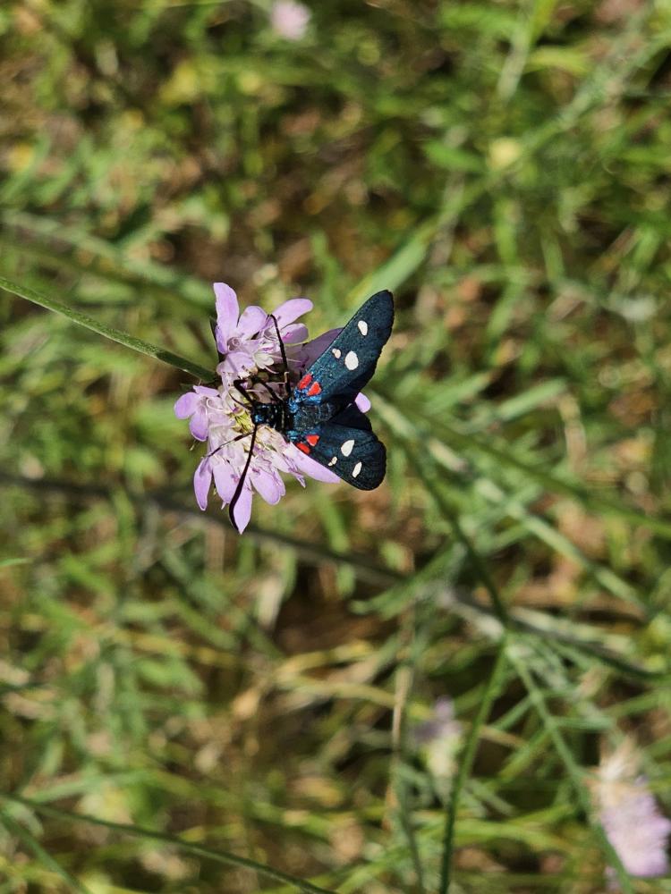 Zygène de la Coronille variée (La), Zygène de la C Zygaena ephialtes (Linnaeus, 1767)