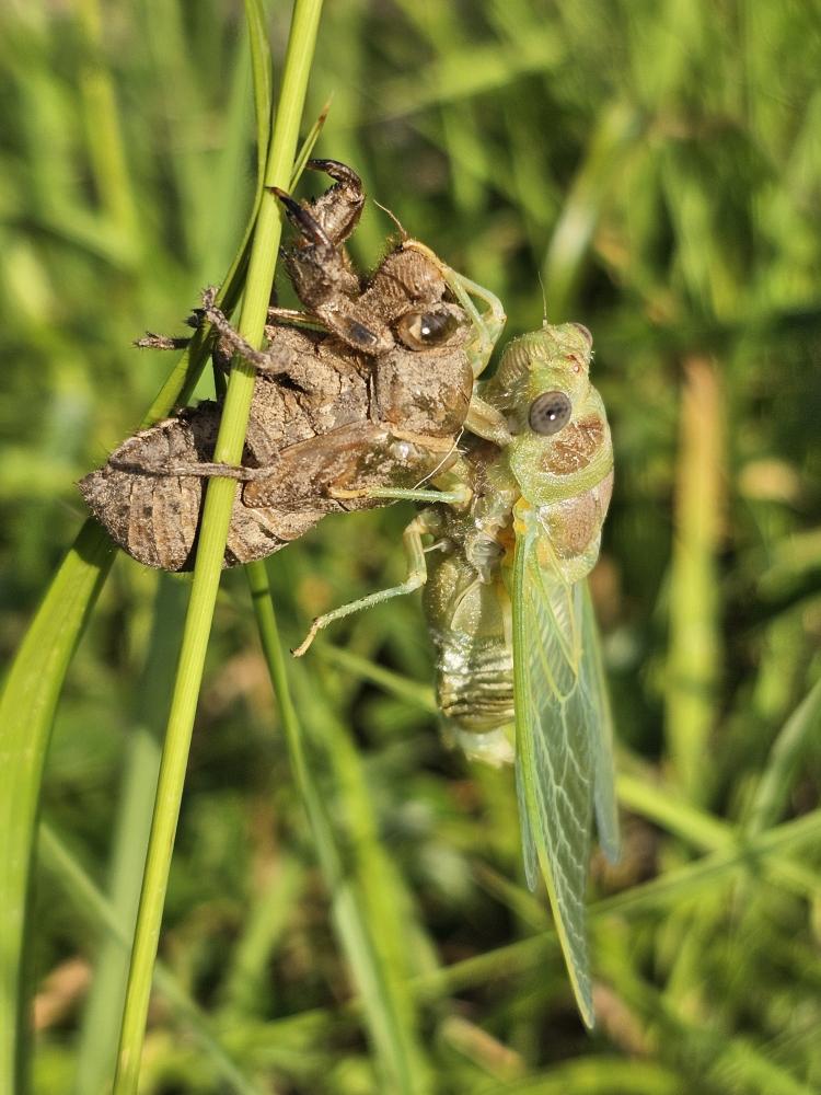 Cigale plébéienne (La), Grande Cigale commune (la) Lyristes plebejus (Scopoli, 1763)