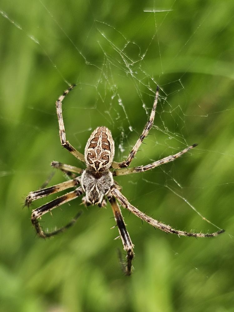  Larinioides sclopetarius (Clerck, 1758)