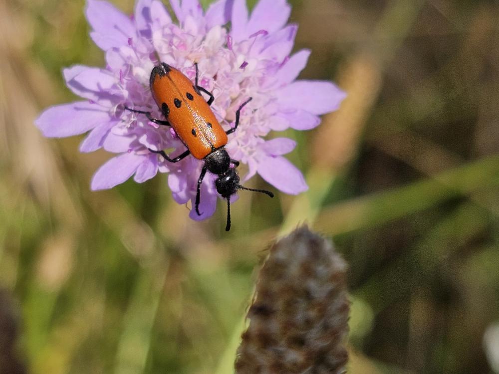 Mylabre à quatre points Mylabris quadripunctata (Linnaeus, 1767)