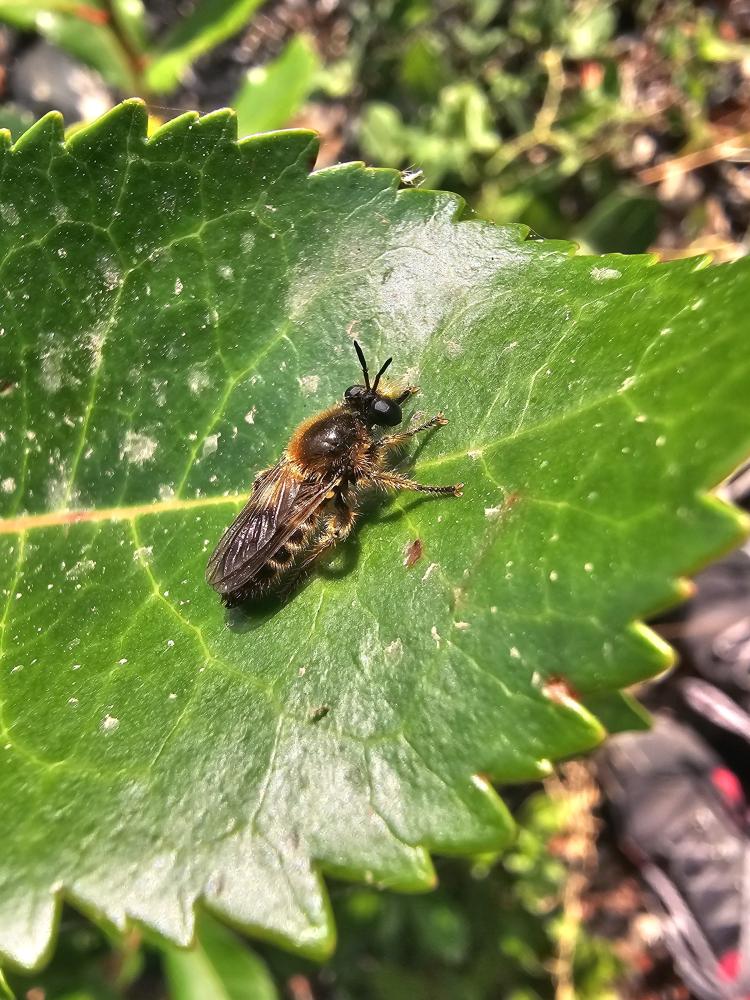  Choerades fuliginosa (Panzer, 1798)