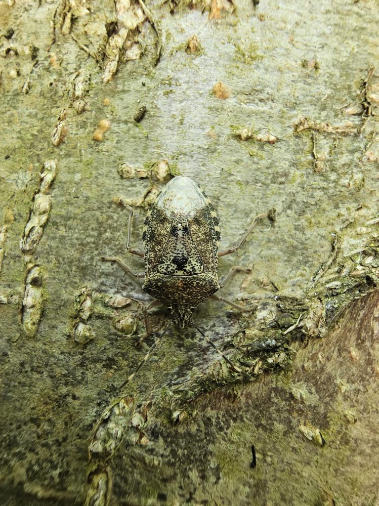 Punaise nébuleuse, Punaise grise Rhaphigaster nebulosa (Poda, 1761)