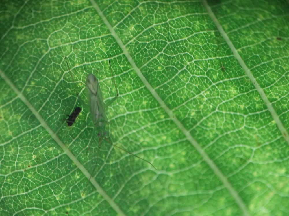  Blepharidopterus angulatus (Fallén, 1807)