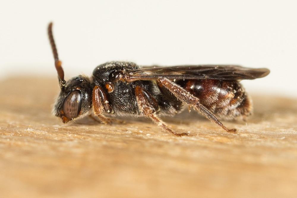  Nomada Scopoli, 1770