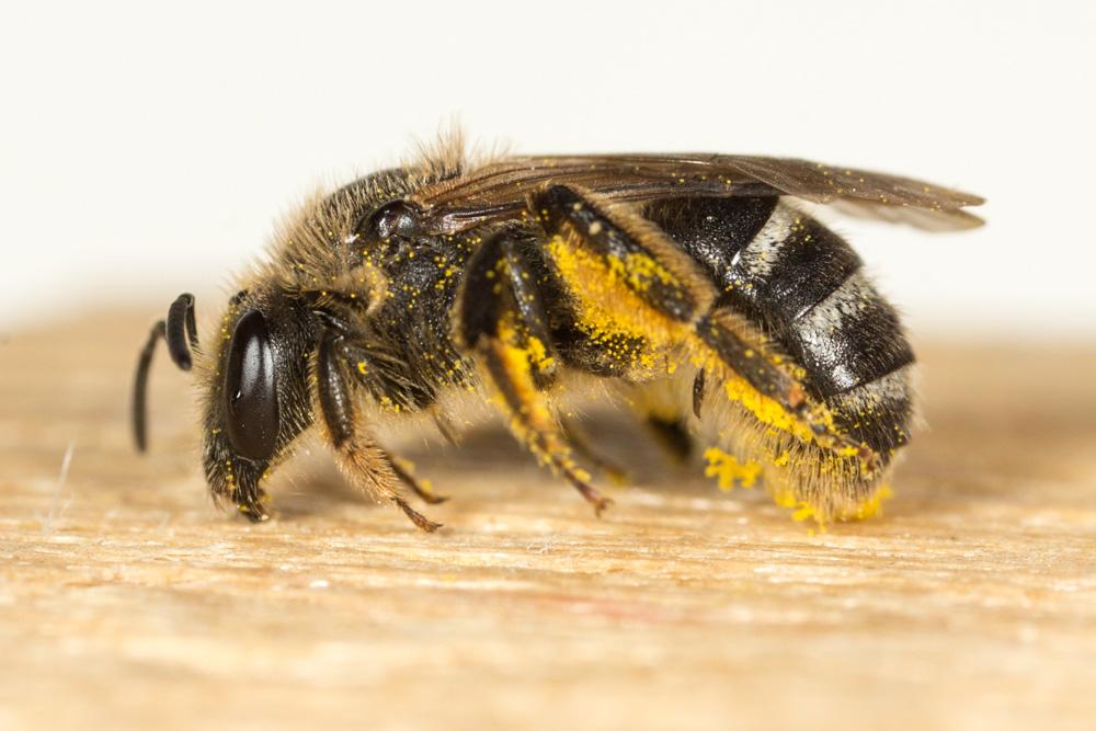  Lasioglossum Curtis, 1833