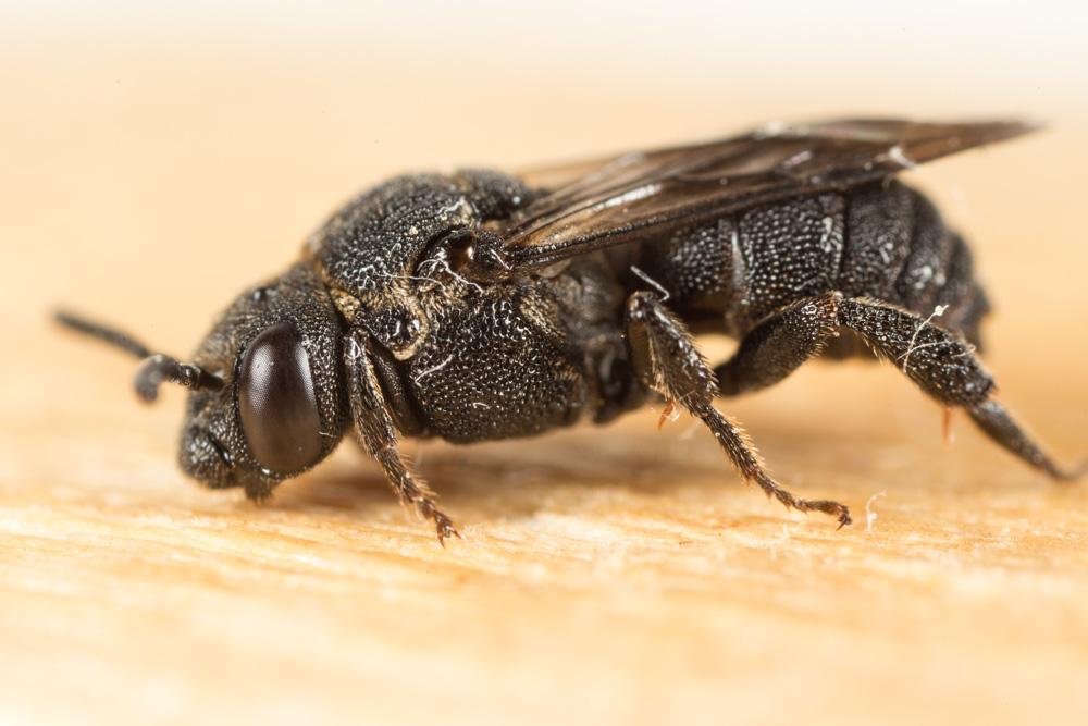 Biastes brevicornis (Panzer, 1798)
