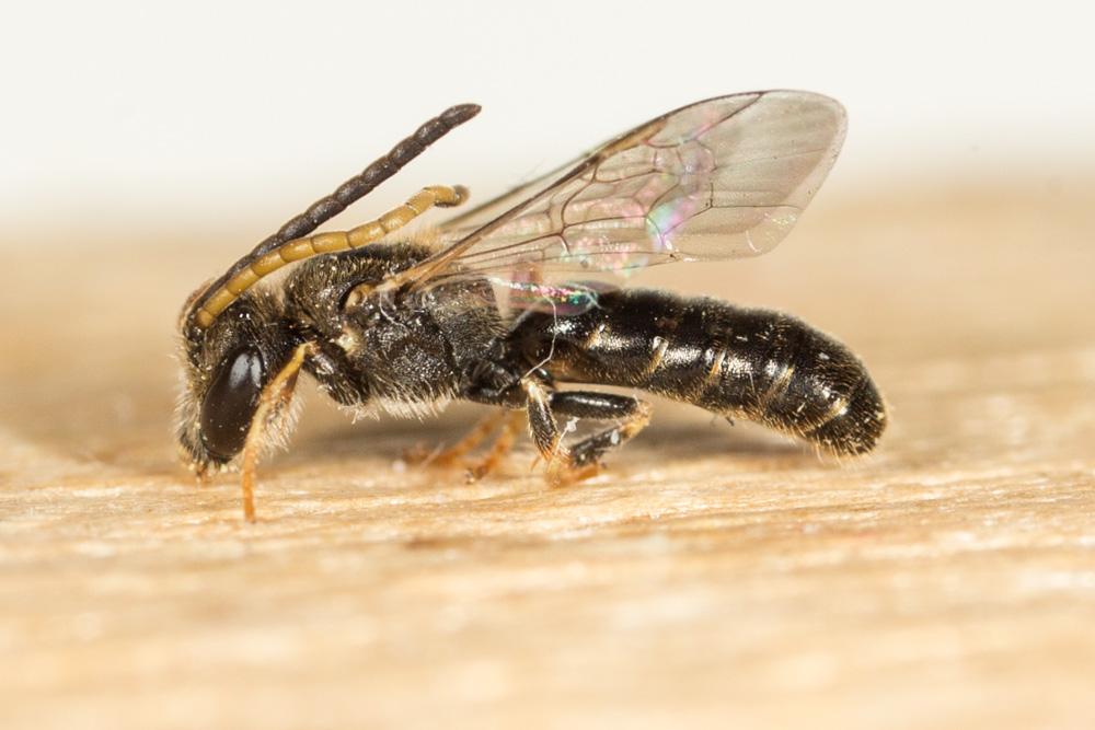  Lasioglossum Curtis, 1833