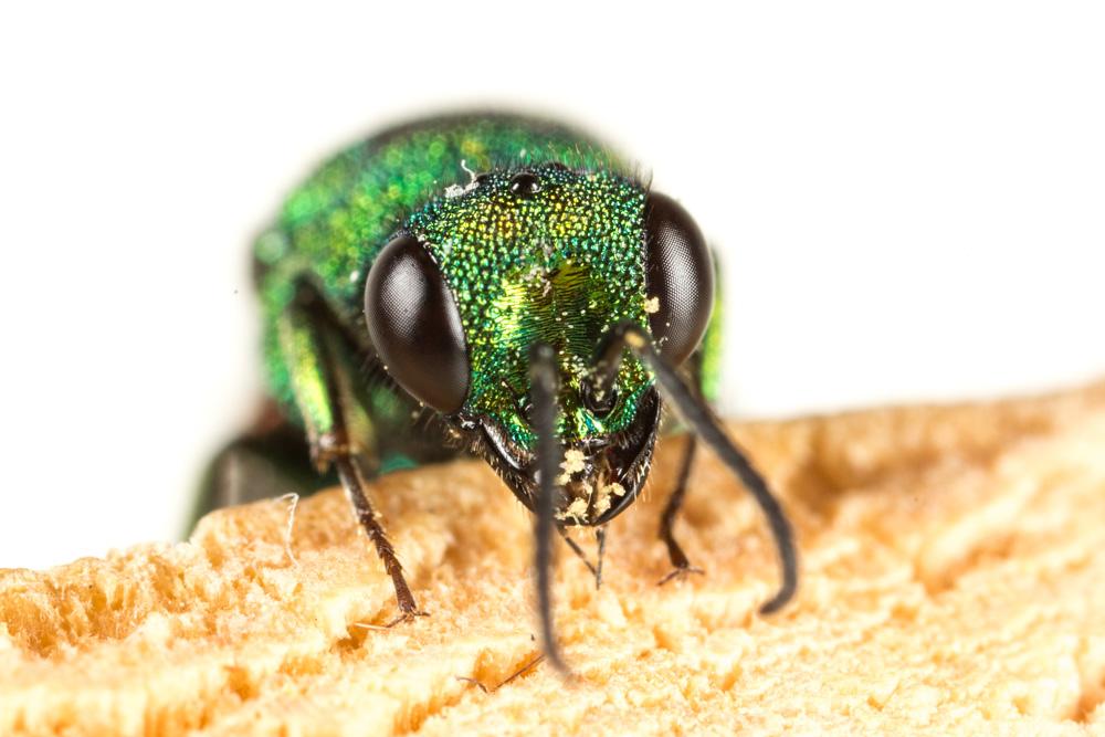 Guêpe-coucou Chrysididae Latreille, 1802