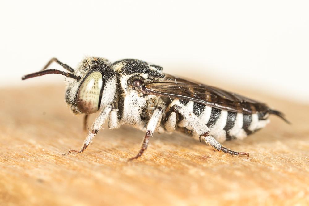 Coelioxys caudata Spinola, 1838