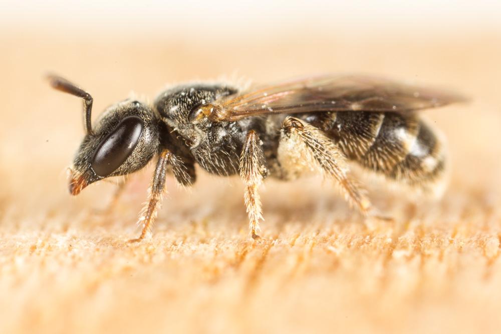 Lasioglossum Curtis, 1833