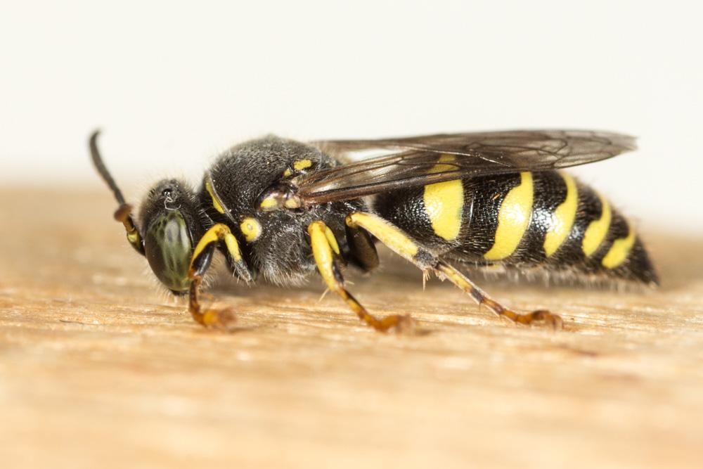 Bembecinus Costa, 1859