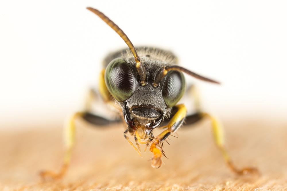 Bembecinus Costa, 1859