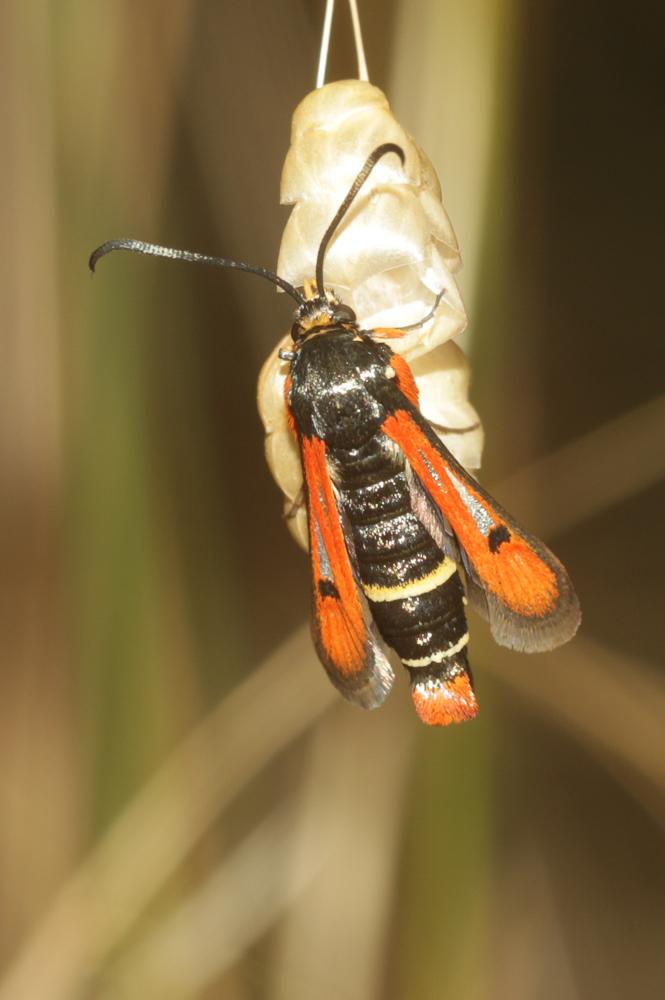Sésie de l'Oseille (La) Pyropteron chrysidiforme (Esper, 1782)