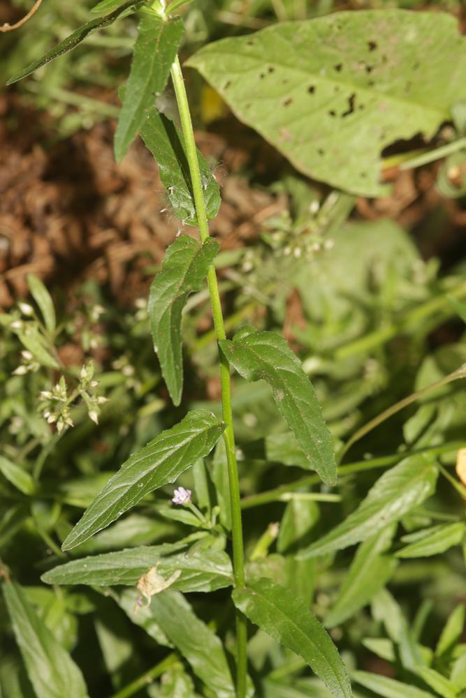 Épilobe à tige carrée, Épilobe à quatre angles Epilobium tetragonum L., 1753