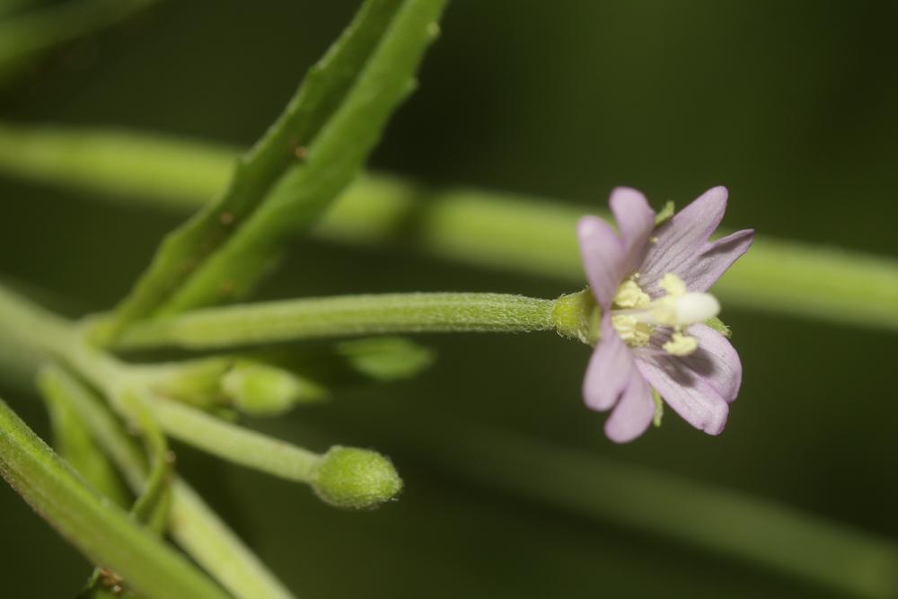 Épilobe à tige carrée, Épilobe à quatre angles Epilobium tetragonum L., 1753