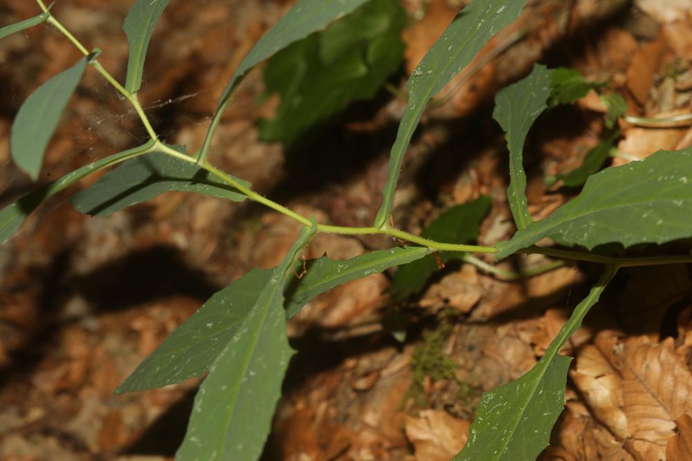 Prénanthe pourpre, Prénanthès Prenanthes purpurea L., 1753