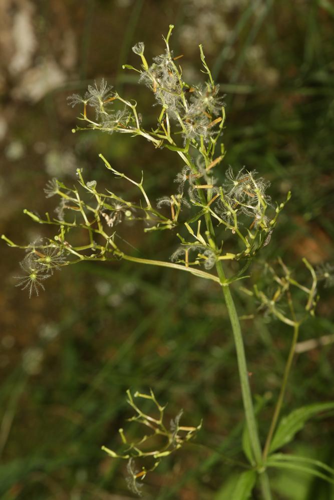 Valériane à trois folioles Valeriana tripteris L., 1753