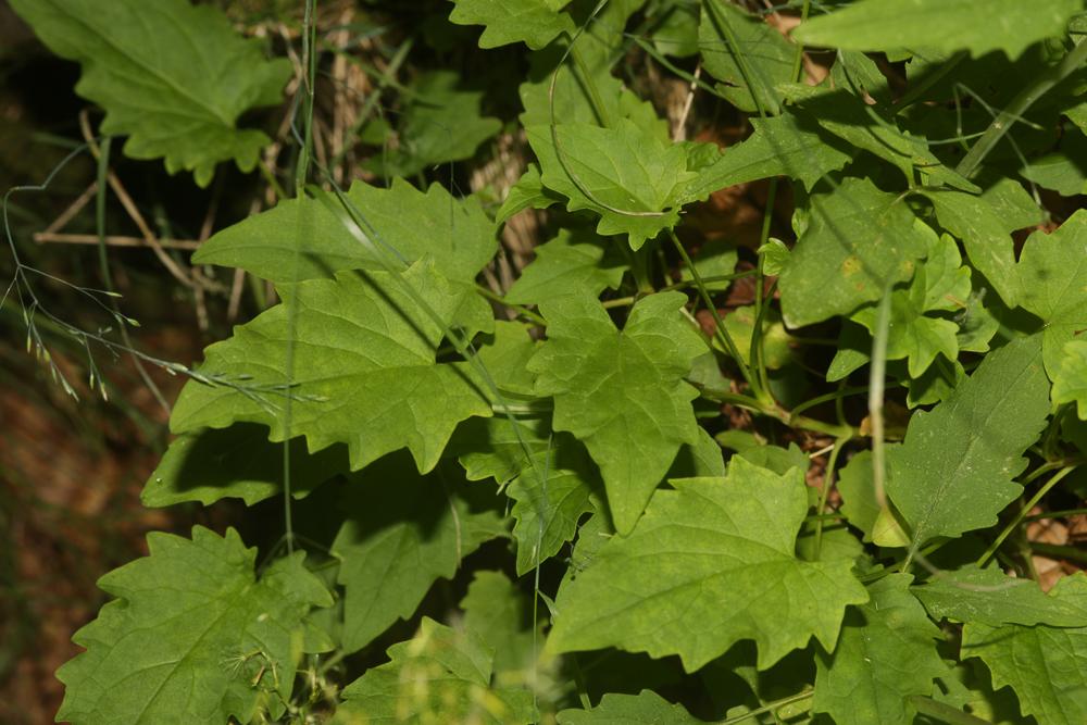 Valériane à trois folioles Valeriana tripteris L., 1753