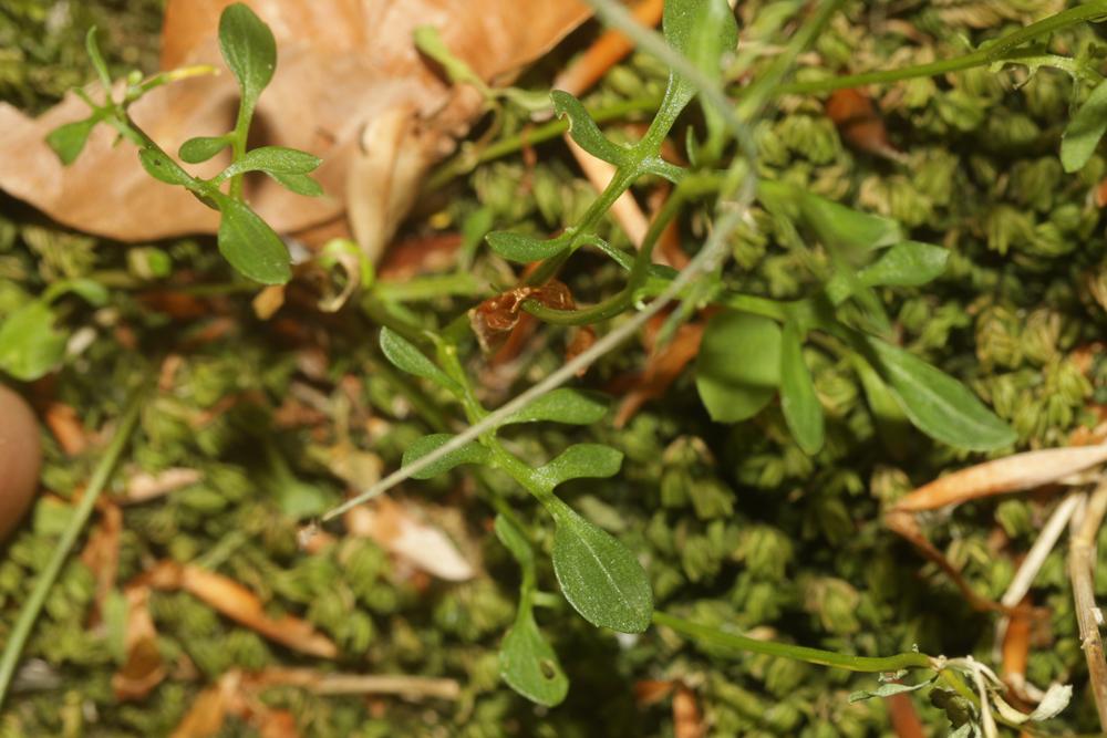 Cardamine à feuilles de réséda Cardamine resedifolia L., 1753