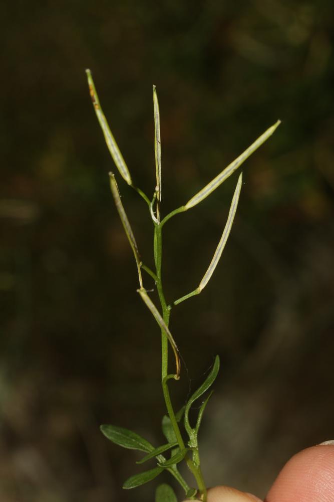 Cardamine à feuilles de réséda Cardamine resedifolia L., 1753