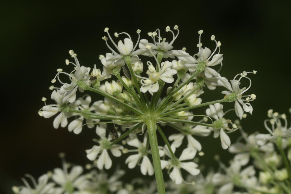 Laser à feuilles larges, Laser blanc Laserpitium latifolium L., 1753