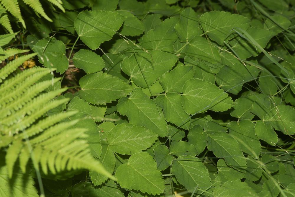 Laser à feuilles larges, Laser blanc Laserpitium latifolium L., 1753
