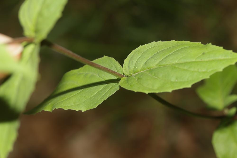 Épilobe des montagnes Epilobium montanum L., 1753