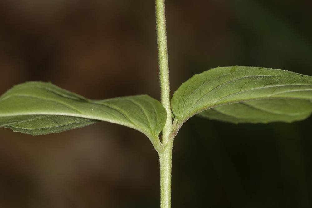 Épilobe des montagnes Epilobium montanum L., 1753
