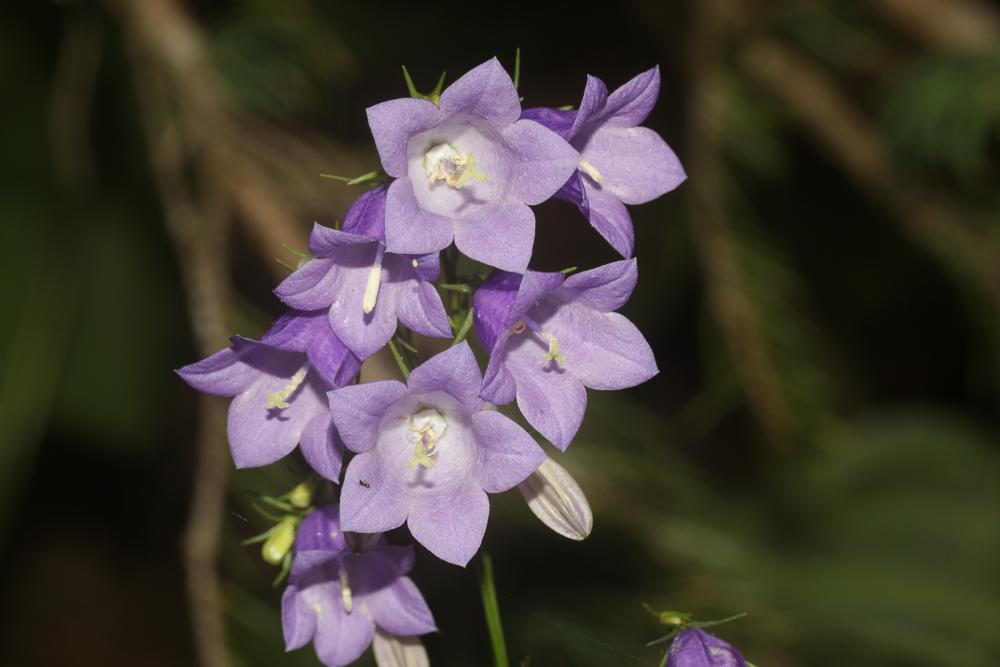 Campanule droite Campanula scheuchzeri subsp. lanceolata (Lapeyr.) J.-M.Tison, 2010