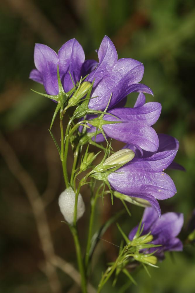 Campanule droite Campanula scheuchzeri subsp. lanceolata (Lapeyr.) J.-M.Tison, 2010