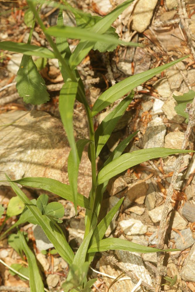 Campanule droite Campanula scheuchzeri subsp. lanceolata (Lapeyr.) J.-M.Tison, 2010