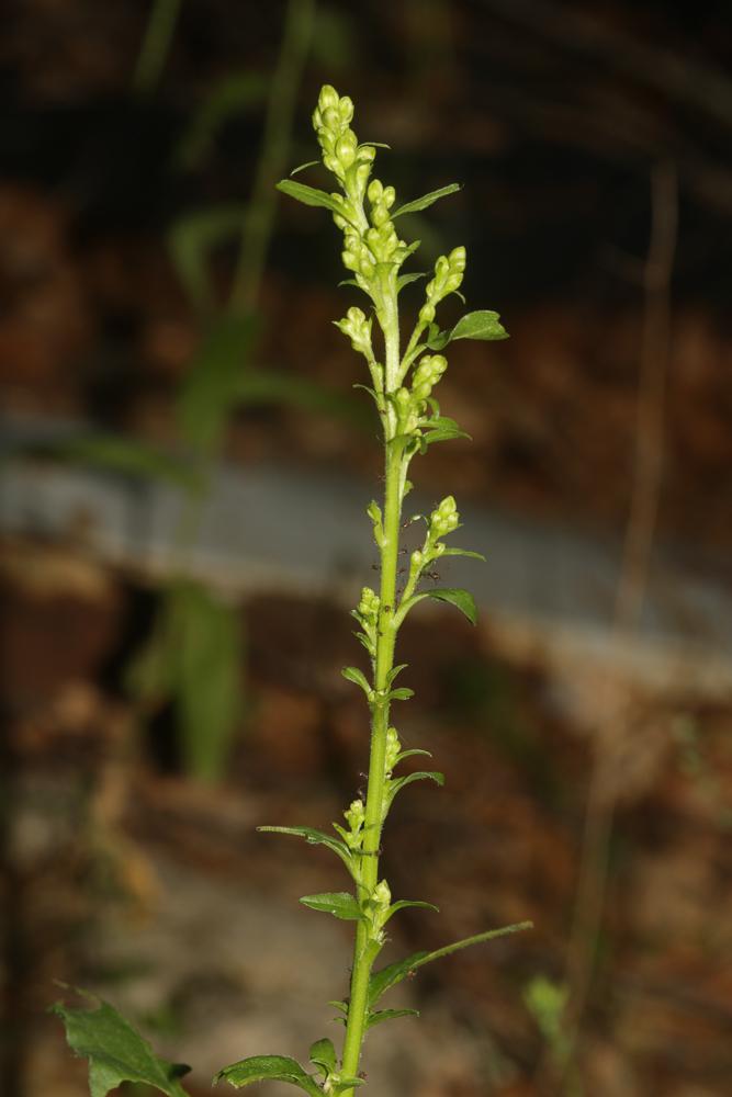 Solidage verge d'or, Herbe des Juifs Solidago virgaurea L., 1753