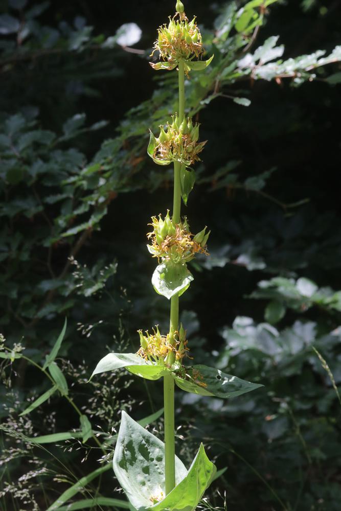 Gentiane jaune Gentiana lutea L., 1753